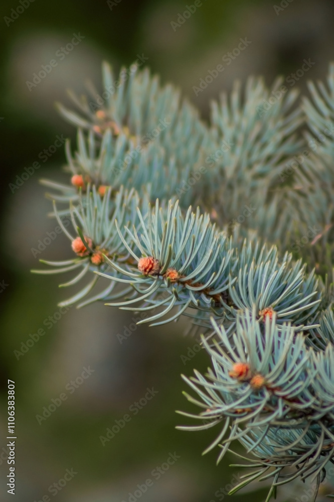 A close-up view of a blue-hued coniferous branch showcases slender, spiky needles dotted with orange-brown buds, contrasts against a soft green background, emphasizing textures A close-up view of a blue-hued coniferous branch showcases slender, spiky needles dotted with orange-brown buds, contrasts against a soft green background, emphasizing textures