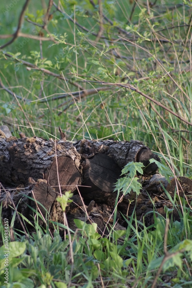 A weathered log rests on the ground, partially covered by lush green grass and emerging plants, surrounded by gentle greenery, evoking a sense of tranquility in nature. A weathered log rests on the ground, partially covered by lush green grass and emerging plants, surrounded by gentle greenery, evoking a sense of tranquility in nature.