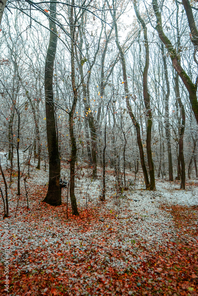 Obraz premium Snow covered trees in the beautiful autumn forest, snow at the autumn time. landscape in the woodlands.Trees with fog and mist weather, yellow and orange leaves on the ground,frozen time 