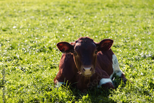 A young brown and white calf lies on a field of lush green grass and looks straight into the camera. free space for insertion. high quality photo photo