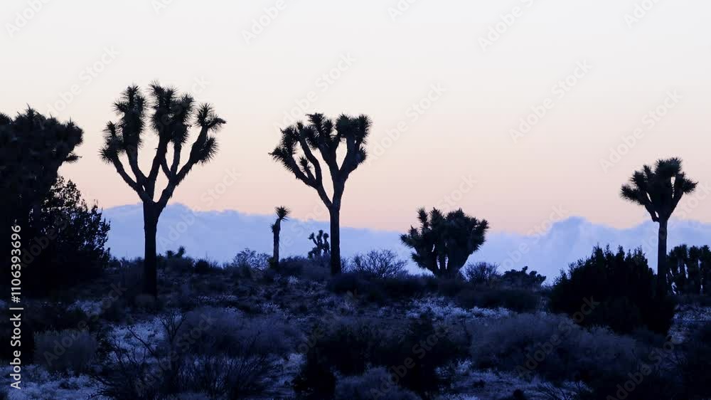 Joshua Tree at sunset, Joshua Tree National Park, California Joshua Tree at sunset, Joshua Tree National Park, California