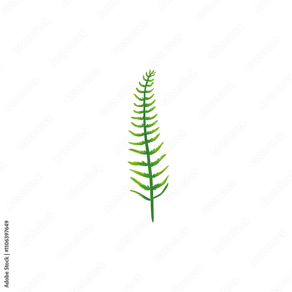 Delicate green fern frond with evenly spaced leaflets Delicate green fern frond with evenly spaced leaflets