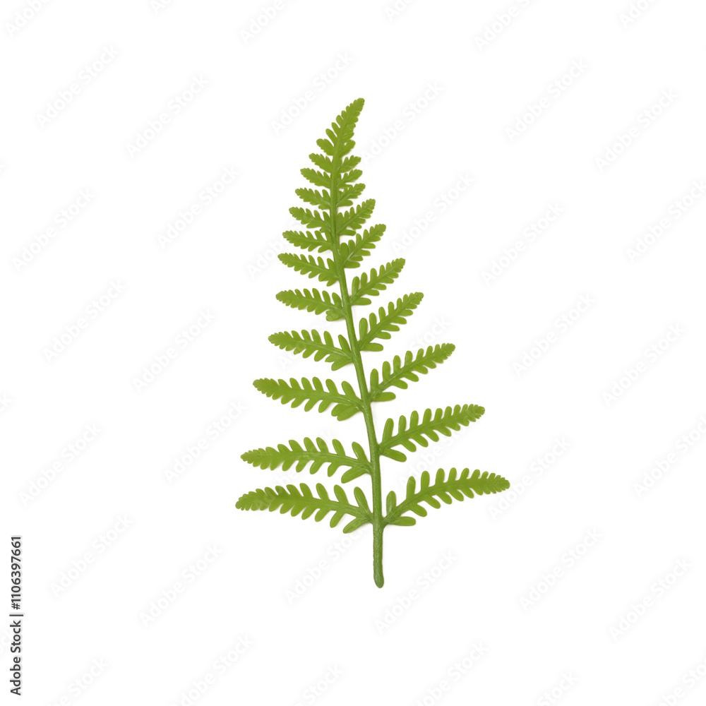 Delicate green fern frond with evenly spaced leaflets Delicate green fern frond with evenly spaced leaflets