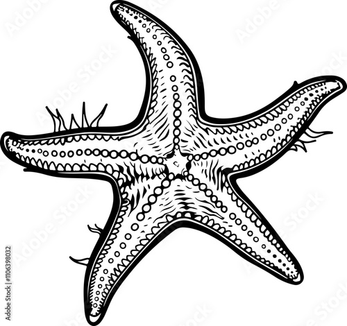 hand-drawn illustration of a starfish