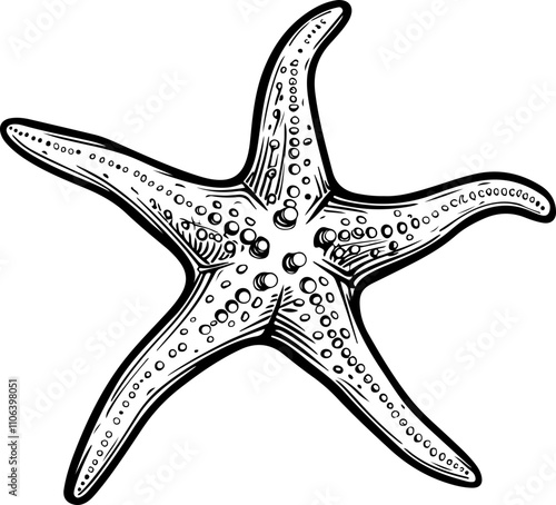 hand-drawn illustration of a starfish