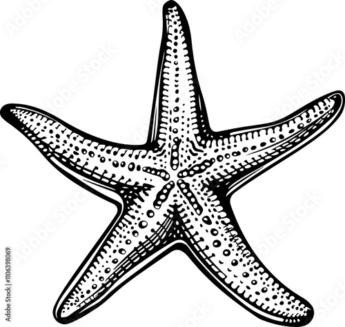 hand-drawn illustration of a starfish
