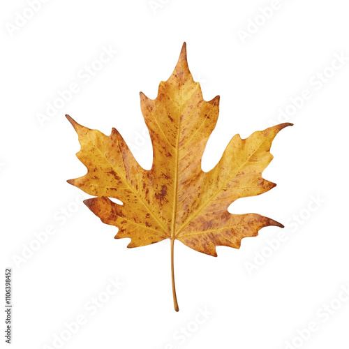 Wallpaper Mural A golden brown elm leaf with a saw toothed edge and a curved tip Torontodigital.ca