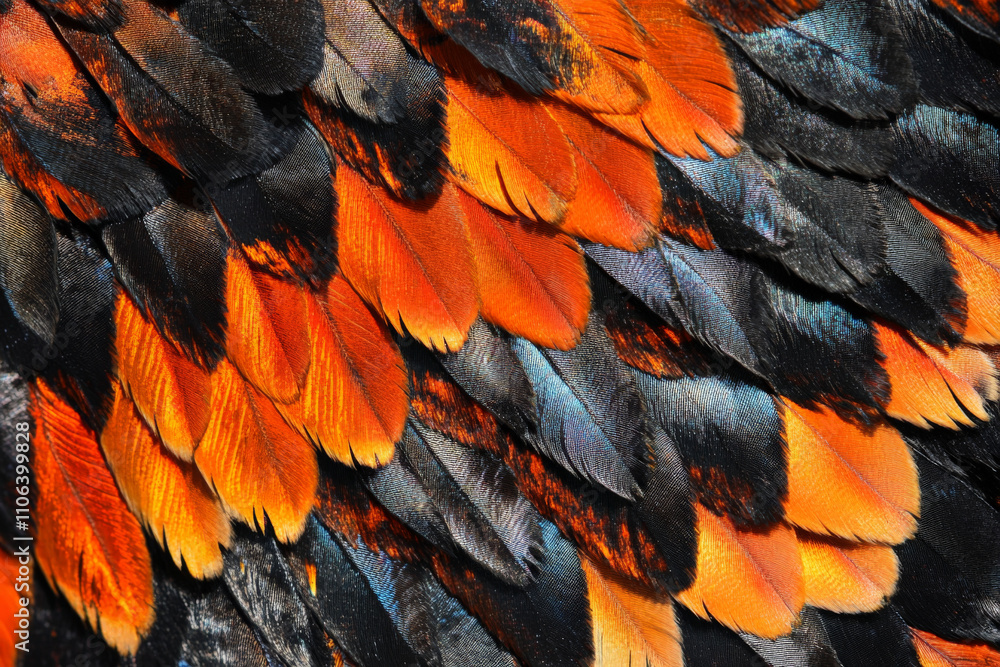 Obraz premium Intricate butterfly wing close-up texture, shimmering iridescent scales in vivid orange and black patterns, delicate and vibrant