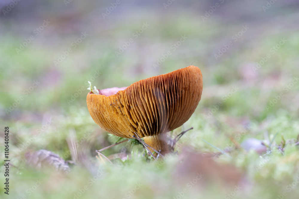 mushrooms in the forest mushrooms in the forest