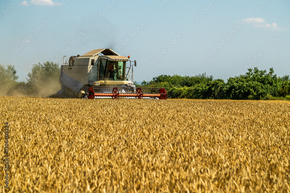 Fototapeta premium Agriculture machinery at work harvesting golden wheat during sunny day