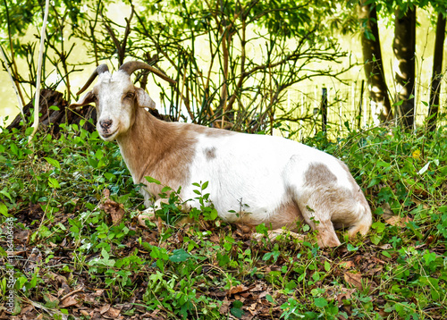 A Billy Goat in the park photo