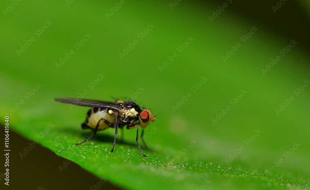 Fototapeta premium desert pollinating fly, argentine Patagonia