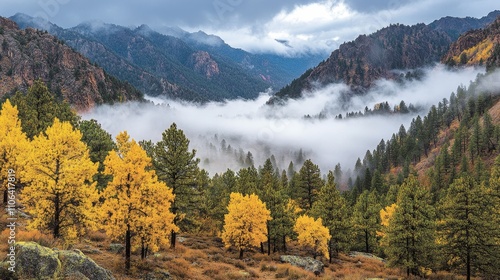 Golden Aspens and Misty Mountain Valley in Vibrant Autumn Colors, Nature Landscape Photography