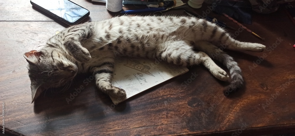 You are not getting any work done today, here I'll show you my belly (Nino the kitty ñ, still sleeping on a notebook) You are not getting any work done today, here I'll show you my belly (Nino the kitty ñ, still sleeping on a notebook)