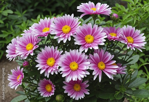 Vibrant Chrysanthemum Blooms in a Sunlit Garden Setting