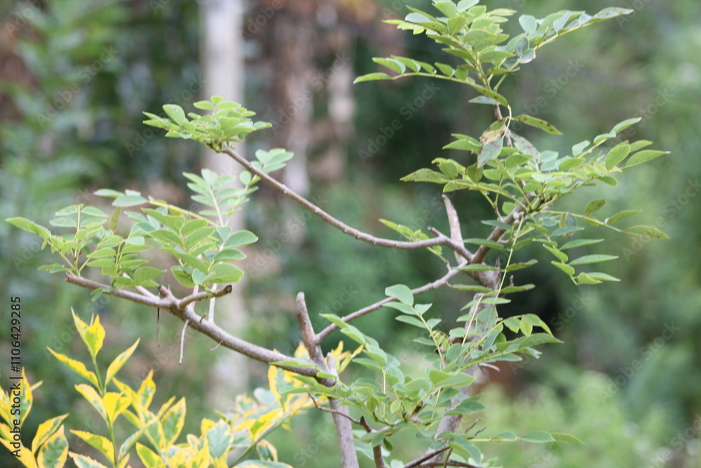 leaves on a branch