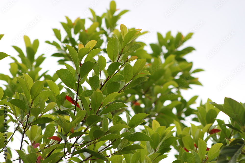 red and green peppers