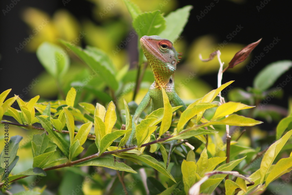 lizard on a branch