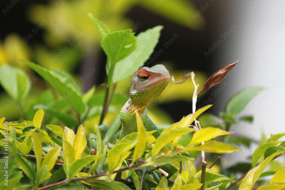 Naklejka premium green eyed bird
