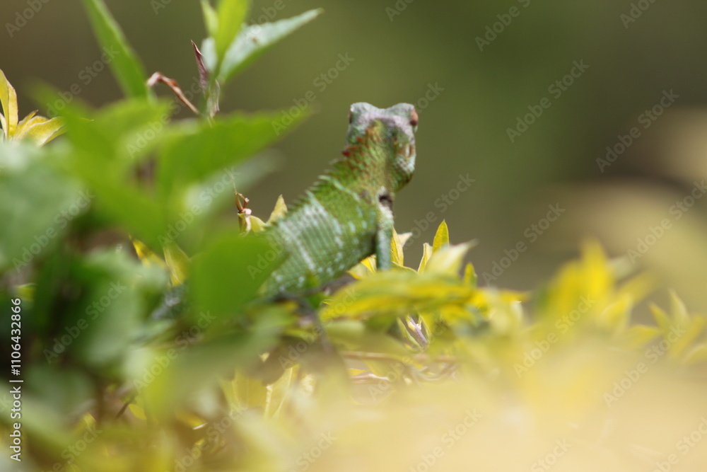 spider on the grass