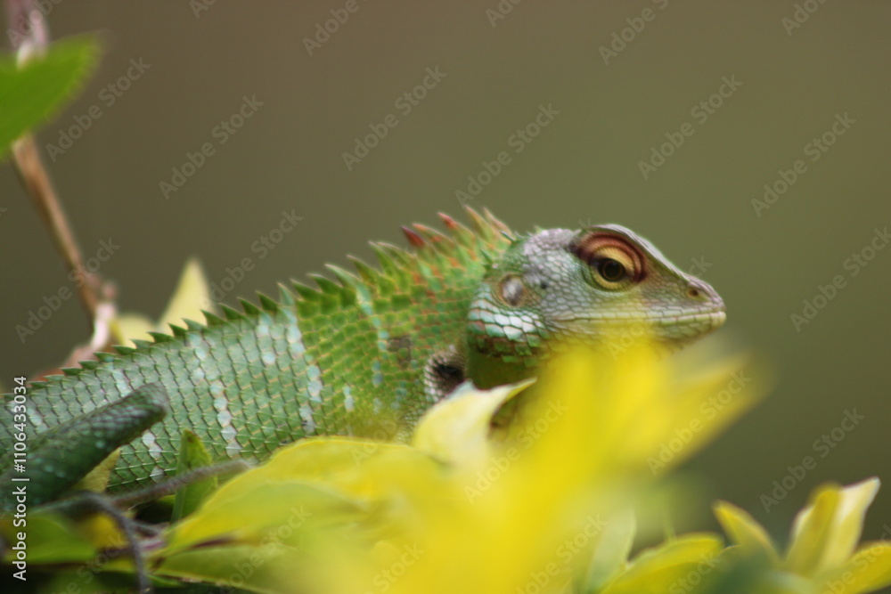 green lizard on a branch