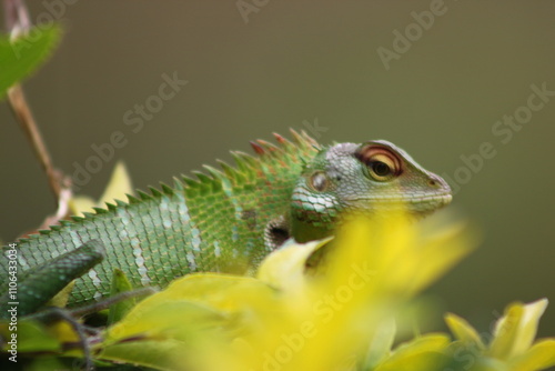 green lizard on a branch