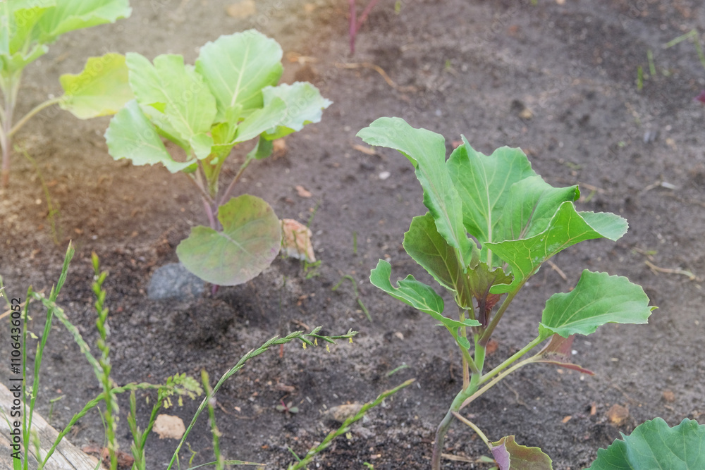 Obraz premium Cabbage seedlings are planted in village garden. Growing vegetables in farm garden. Sunny day.