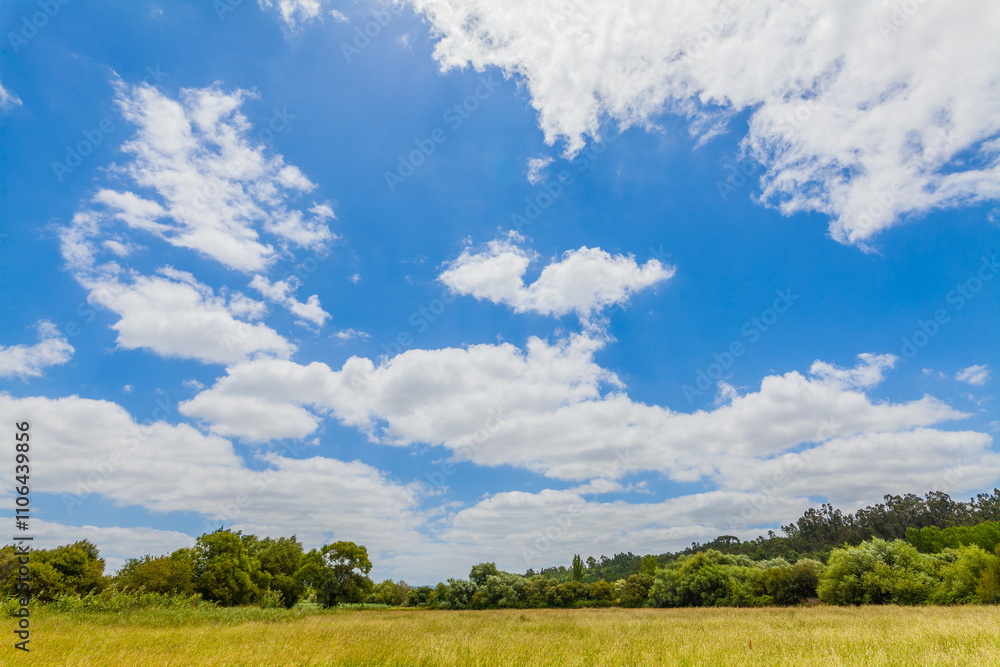 A vast, golden field stretches out towards a horizon framed by a vibrant blue sky dotted with fluffy white clouds A vast, golden field stretches out towards a horizon framed by a vibrant blue sky dotted with fluffy white clouds