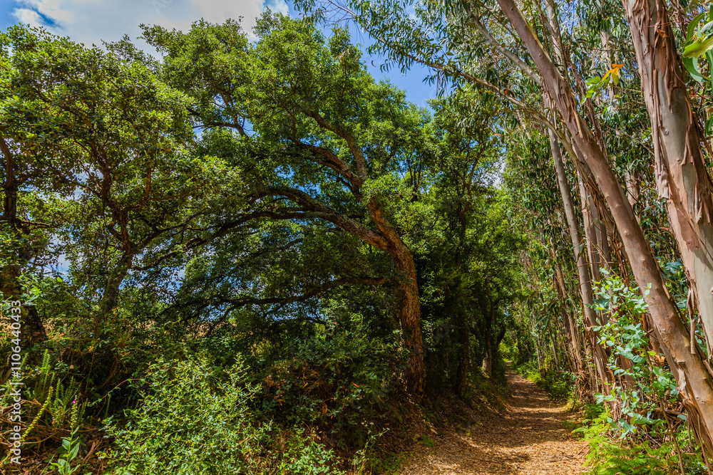 Fototapeta premium A sun-dappled path winds through a lush, green forest, inviting exploration