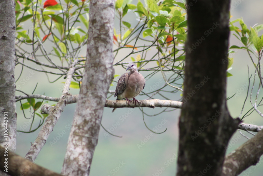 red squirrel on a branch