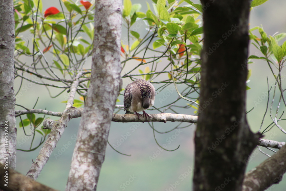Fototapeta premium squirrel on tree