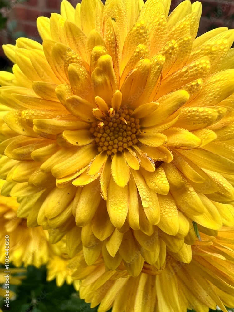 beautiful yellow color of chrysanthemum beautiful yellow color of chrysanthemum