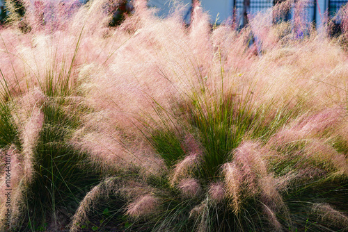 Beautiful pink Muhlenbergia capillaris grass under sun light	
 photo