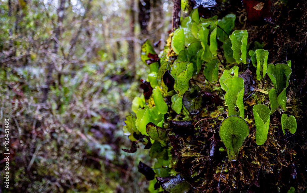 Lush new zealand west coast forest bush jungle wild plants Lush new zealand west coast forest bush jungle wild plants