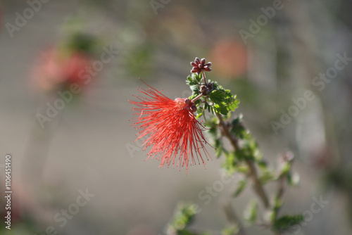 Red Powderpuff Flower photo