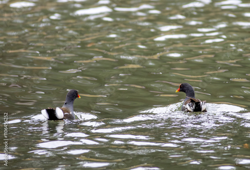moorhens