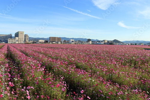 コスモス畑と高須の町並み　（高知県　高知市） photo