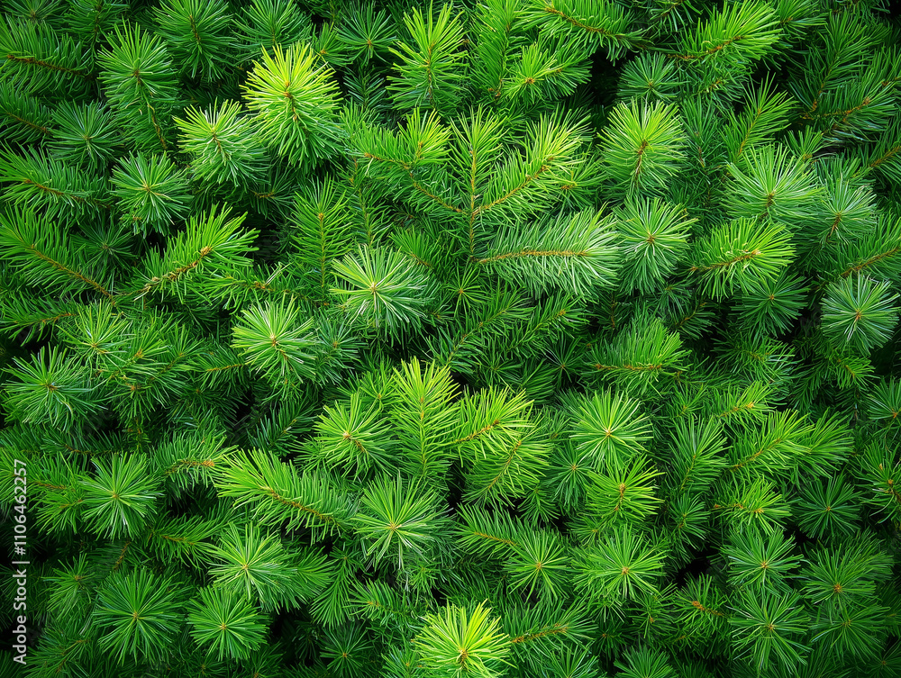 Lush green coniferous foliage covers the ground in a serene forest setting during summer Lush green coniferous foliage covers the ground in a serene forest setting during summer