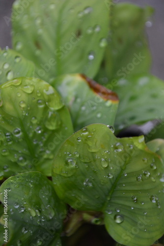 Leaf patterns for background