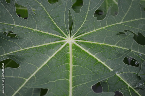 Leaf patterns for background