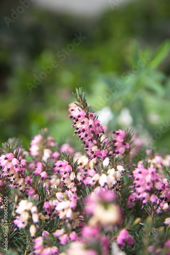 Erica carnea in bloom, the winter heath, winter-flowering heather, spring or alpine heath, species of flowering plant