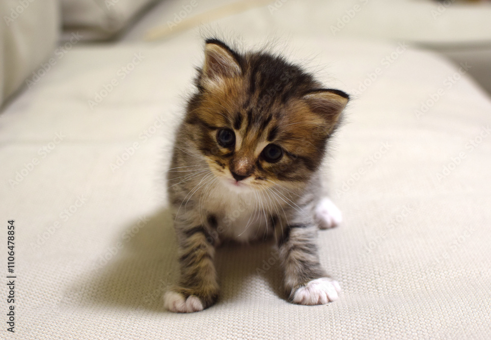 A small cute fluffy tabby kitten sits on the couch at home. A Kurilian Bobtail kitten with a short tail. A small cute fluffy tabby kitten sits on the couch at home. A Kurilian Bobtail kitten with a short tail.