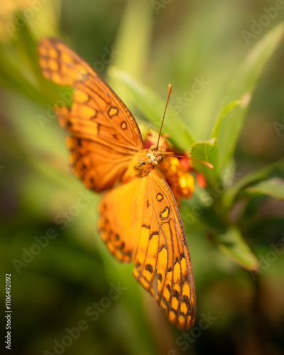 Mariposa sobre flores 09 photo