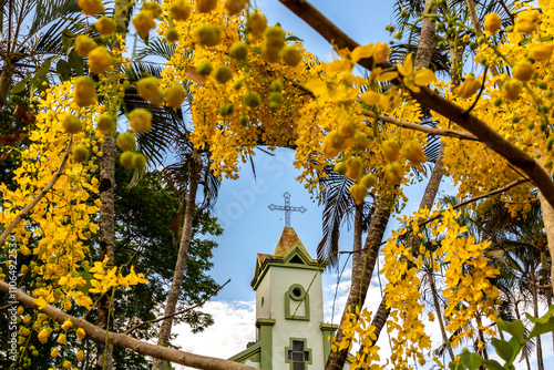 Marilia, Sao Paulo, Brazil. November 20, 2024. Santa Isabel Church, with flowering imperial cassia or yellow acacia trees. Amadeu Amaral District
 photo