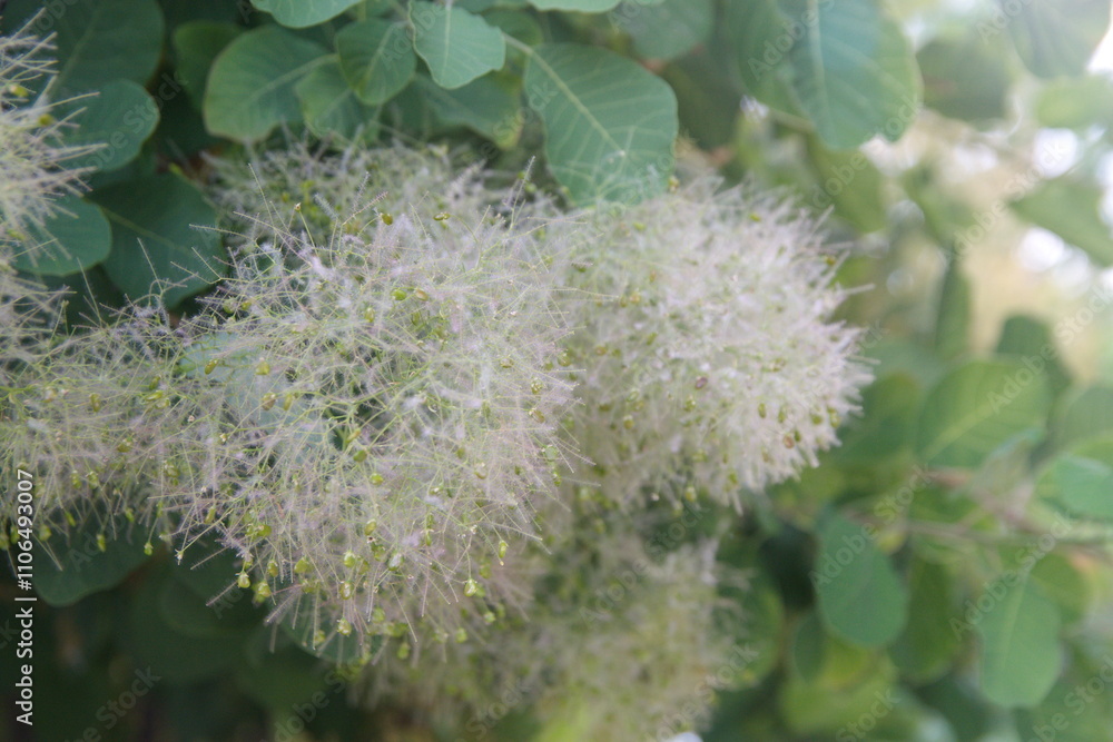 Cotinus coggygria - syn. Rhus cotinus, the European smoketree Cotinus coggygria - syn. Rhus cotinus, the European smoketree