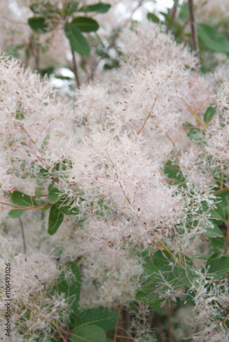 Cotinus coggygria -  syn. Rhus cotinus, the European smoketree  photo