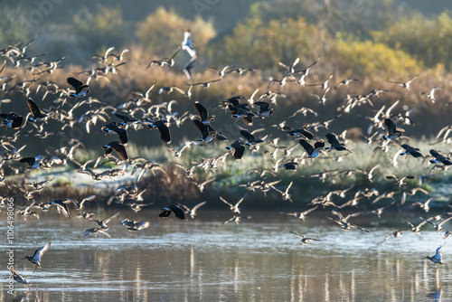 Northern Lapwing, Vanellus vanellus and Black-tailed Godwit, Limosa limosa, birds in flight over winter marshes	 photo