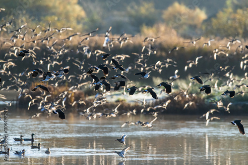 Northern Lapwing, Vanellus vanellus and Black-tailed Godwit, Limosa limosa, birds in flight over winter marshes	 photo