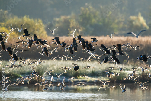 Northern Lapwing, Vanellus vanellus and Black-tailed Godwit, Limosa limosa, birds in flight over winter marshes	 photo