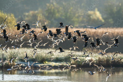 Northern Lapwing, Vanellus vanellus and Black-tailed Godwit, Limosa limosa, birds in flight over winter marshes	 photo